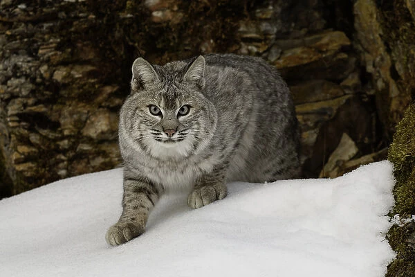 Bobcat in snow (Captive) Montana Lynx rufus