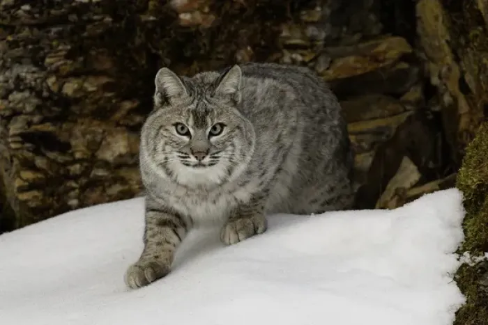 Framed Print : Bobcat in snow (Captive) Montana Lynx rufus