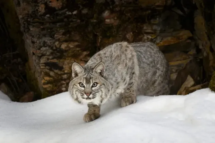 Framed Print : Bobcat in snow (Captive) Montana Lynx rufus