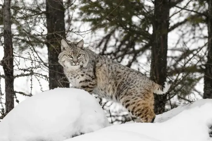 Framed Print : Bobcat in snow (Captive) Montana Lynx rufus Framed Print : Bobcat in snow (Captive) Montana Lynx rufus