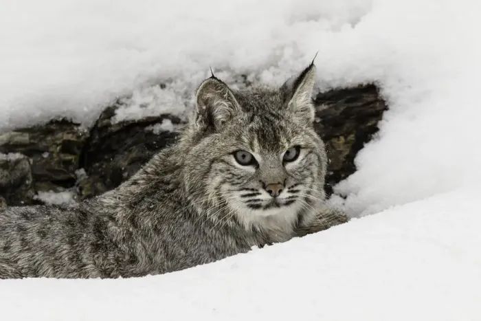 Framed Print : Bobcat in snow (Captive) Montana Lynx rufus Framed Print : Bobcat in snow (Captive) Montana Lynx rufus