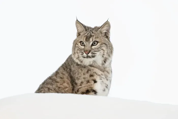 Framed Print : Bobcat in snow (Captive) Montana Lynx rufus