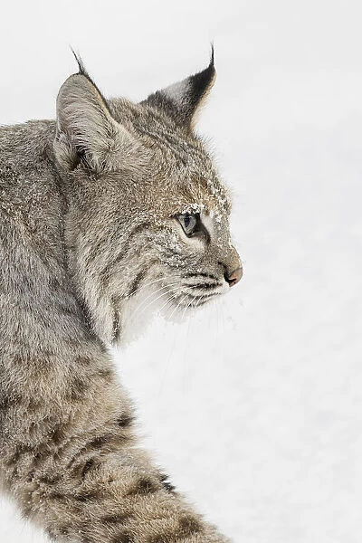 Bobcat in snow, Lynx rufus, controlled situation, Montana