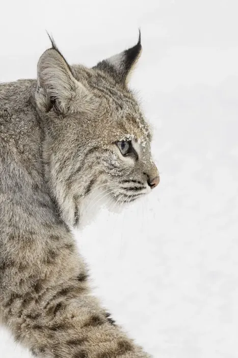 Framed Print : Bobcat in snow, Lynx rufus, controlled situation, Montana Framed Print : Bobcat in snow, Lynx rufus, controlled situation, Montana