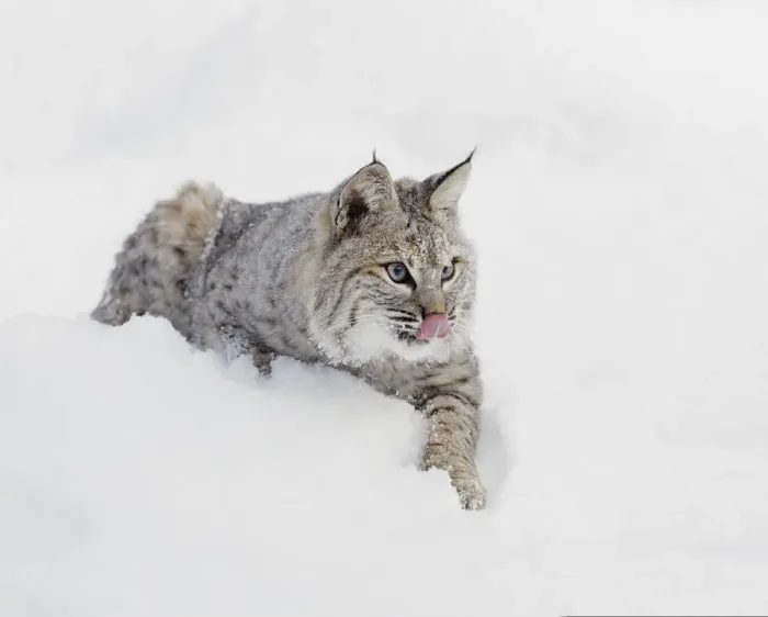 Framed Print : Bobcat in snow, Lynx rufus, controlled situation, Montana Framed Print : Bobcat in snow, Lynx rufus, controlled situation, Montana
