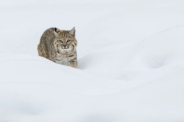 Bobcat; Stalking in deep snow