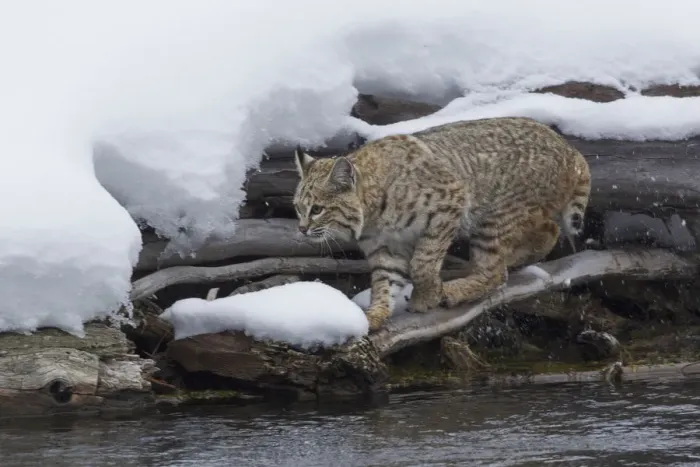 Framed Print : Bobcat stalking prey Framed Print : Bobcat stalking prey