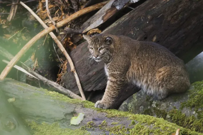 Framed Print : Bobcat, stalking salmon from log jam Framed Print : Bobcat, stalking salmon from log jam