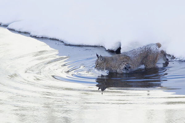Bobcat; a winter river crossing