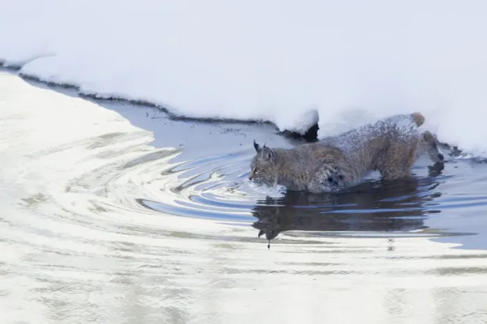 Framed Print : Bobcat; a winter river crossing Framed Print : Bobcat; a winter river crossing