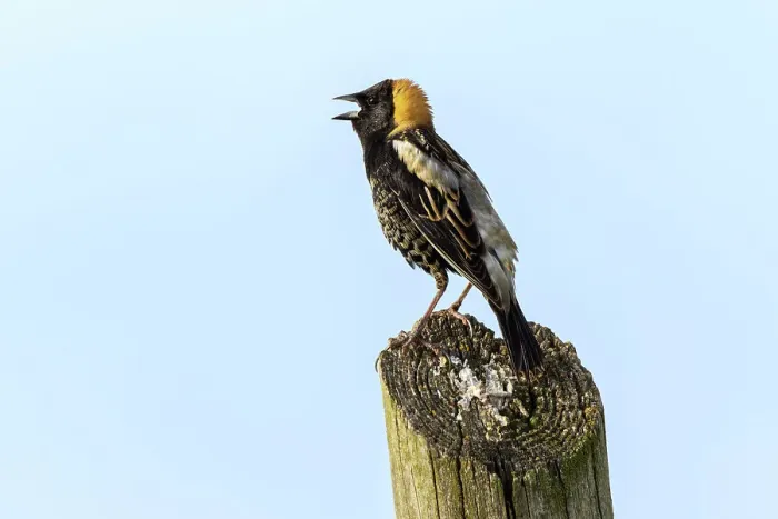 Framed Print : Bobolink, Kentucky