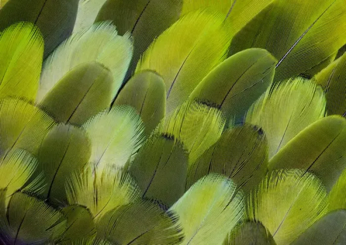Framed Print : Body feather fan design of the Amazon Parrot