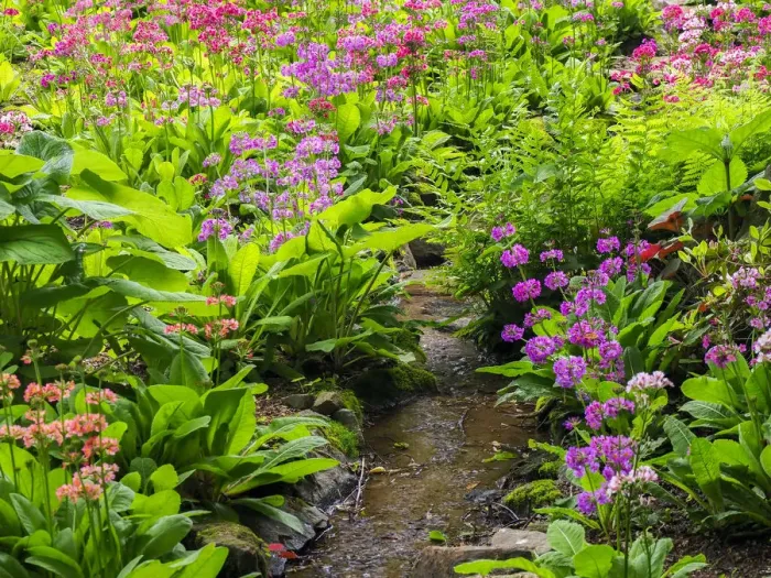Framed Print : Very boggy quarry garden with giant Candelabra primroses, Primula x bulleesiana hybrid Framed Print : Very boggy quarry garden with giant Candelabra primroses, Primula x bulleesiana hybrid