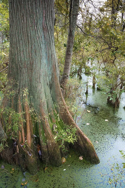 Bold Cypress Swamp, Twin Swamps Nature Preserve, Indiana, Midwest, USA
