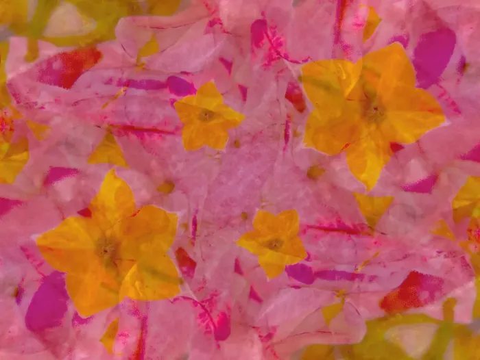 Framed Print : Bold pink and yellow floral abstract Framed Print : Bold pink and yellow floral abstract