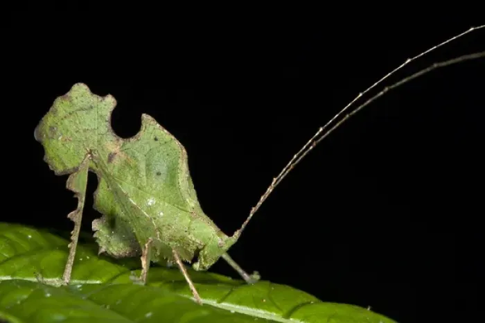 Framed Print : Bolivars Katydid (Typophyllum bolivari) Male, Yasuni National Park, Amazon Rainforest