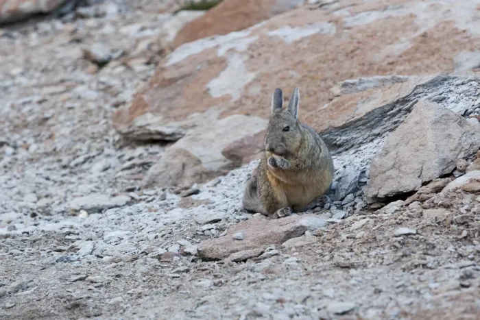 Framed Print : Bolivia, Atacama Desert, viscacha or vizcacha. This rodent is found in rocky areas in