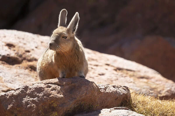 Bolivia, Atacama Desert, viscacha or vizcacha. This rodent is found in rocky areas in