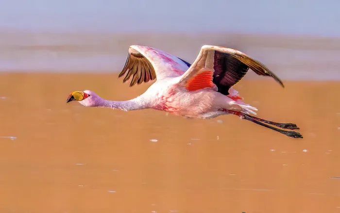 Framed Print : Bolivia, close-up portrait of James's Flamingo flying over the salty waters of Laguna Colorada