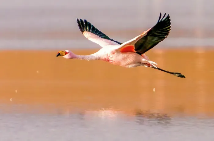 Framed Print : Bolivia, close-up portrait of James's Flamingo flying over the salty waters of Laguna Colorada Framed Print : Bolivia, close-up portrait of James's Flamingo flying over the salty waters of Laguna Colorada