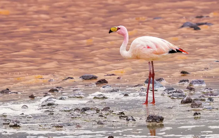 Framed Print : Bolivia. Close-up portrait of solitary James's Flamingo feeding at sunset in Eduardo Avaroa Andean Fauna National Reserve