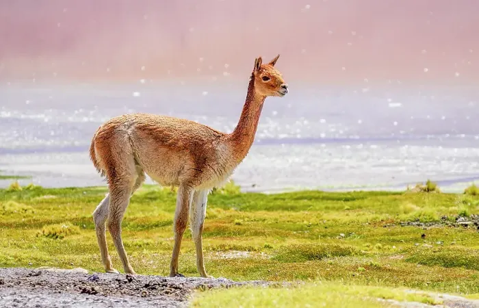 Framed Print : Bolivia. Close-up portrait of young, solitary Vicuna grazing near the shores of Laguna Colorada Framed Print : Bolivia. Close-up portrait of young, solitary Vicuna grazing near the shores of Laguna Colorada