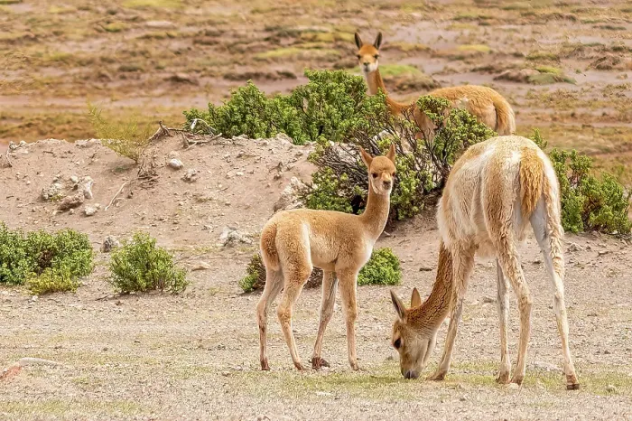 Framed Print : Bolivia, portrait of Vicuna family, a relation of the llama, protected by law throughout Bolivia