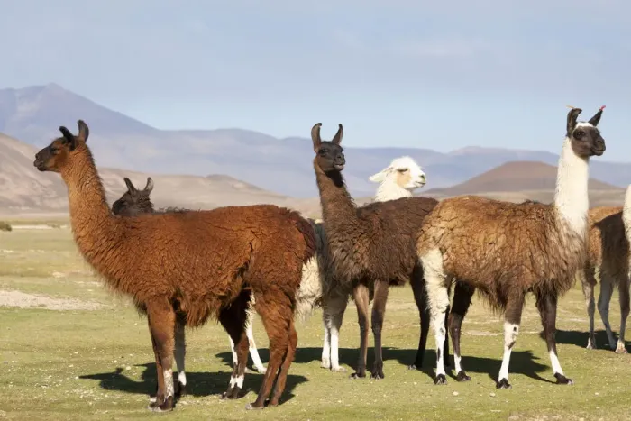 Framed Print : Bolivia, San Juan, llama. A small herd of llamas shows the diversity of the wool colors Framed Print : Bolivia, San Juan, llama. A small herd of llamas shows the diversity of the wool colors