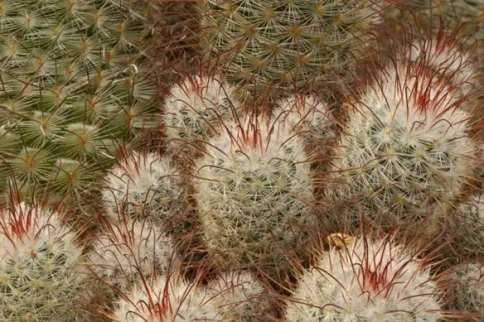 Framed Print : Bombasina Bombshell cactus Framed Print : Bombasina Bombshell cactus