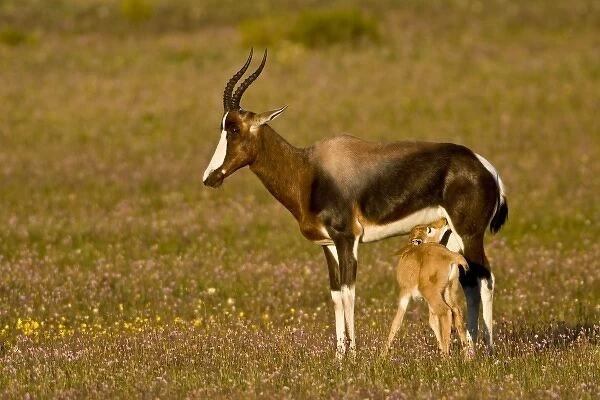 Bontebok, a rare antelope, at Bushmans Kloof in Western Cape Province, South Africa