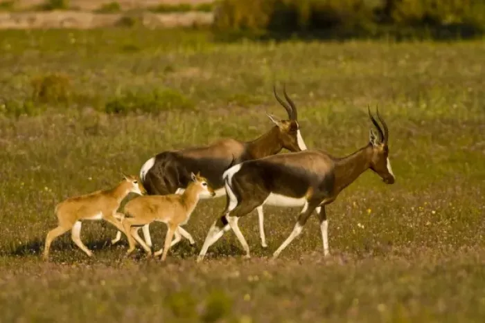 Framed Print : Bontebok, a rare antelope, at Bushmans Kloof in Western Cape Province, South Africa