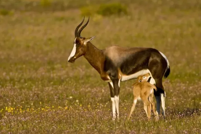 Framed Print : Bontebok, a rare antelope, at Bushmans Kloof in Western Cape Province, South Africa Framed Print : Bontebok, a rare antelope, at Bushmans Kloof in Western Cape Province, South Africa
