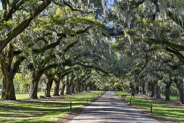 Boone Hall Plantation Oak lined road, Charelston South Carolina