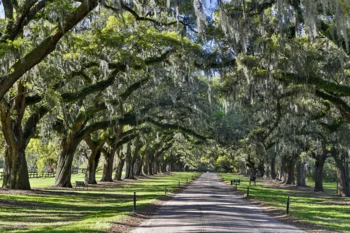 Framed Print : Boone Hall Plantation Oak lined road, Charelston South Carolina Framed Print : Boone Hall Plantation Oak lined road, Charelston South Carolina