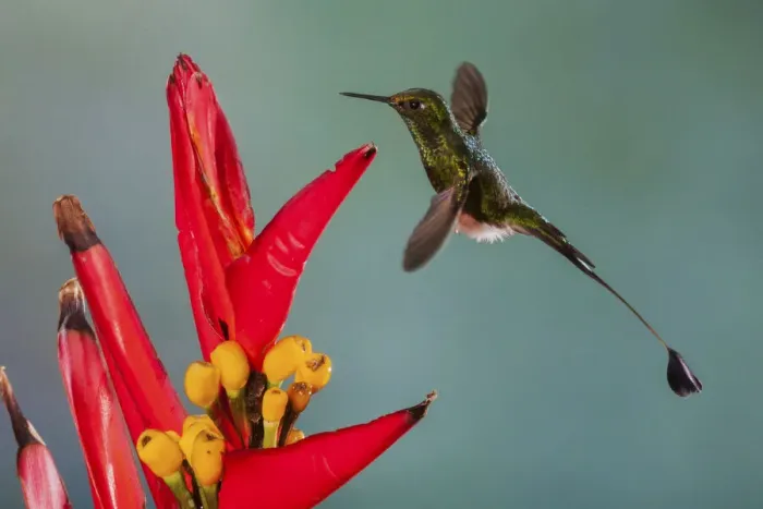 Framed Print : Booted racket-tail hummingbird Framed Print : Booted racket-tail hummingbird