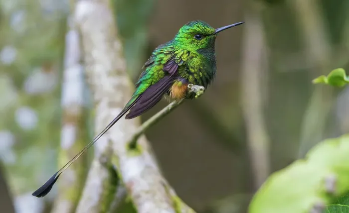 Framed Print : Booted racket-tail hummingbird at rest in the cloud forest habitat of Ecuador Framed Print : Booted racket-tail hummingbird at rest in the cloud forest habitat of Ecuador