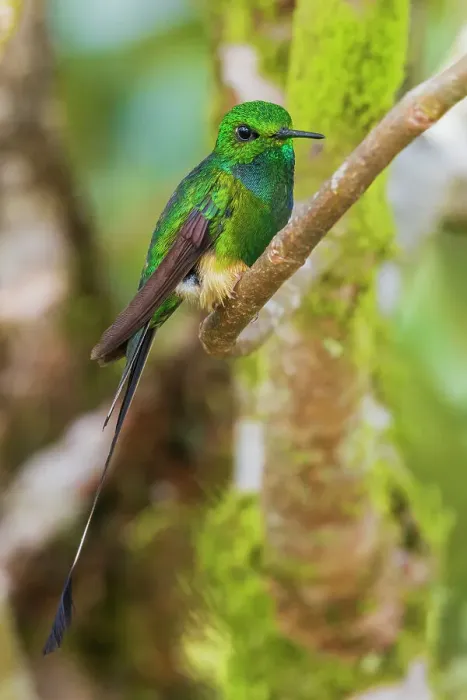 Framed Print : Booted racket-tail hummingbird resting a moment in the mountain forest of Peru Framed Print : Booted racket-tail hummingbird resting a moment in the mountain forest of Peru