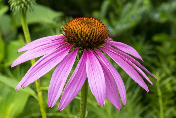 Framed Print : Boothbay Harbor, Maine, USA. Coastal Maine Botanical Gardens. Purple Cone Flower or Blacksamson Echinacea (Echinacea angustifolia)