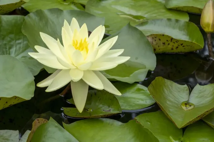 Framed Print : Boothbay Harbor, Maine, USA. Coastal Maine Botanical Gardens. Yellow Water Lily (Nymphea Mexicana)