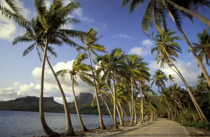 Framed Print : Bora Bora, French Polynesia Coconut palms Framed Print : Bora Bora, French Polynesia Coconut palms