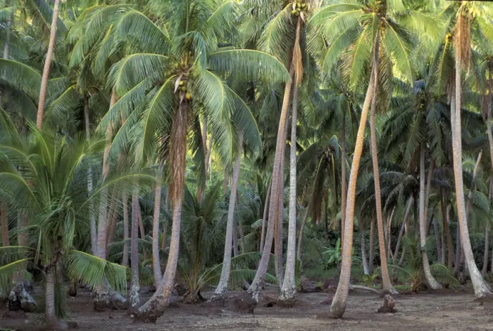 Framed Print : Bora Bora, French Polynesia Coconut palms Framed Print : Bora Bora, French Polynesia Coconut palms