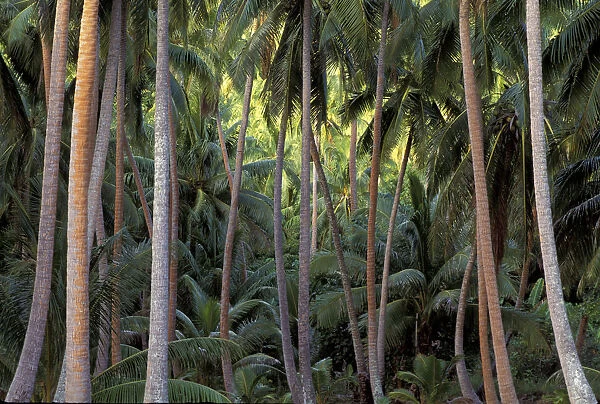 Bora Bora, French Polynesia Coconut palms