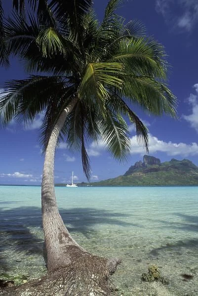 Bora Bora, French Polynesia Mt. Otemanu seen through palms