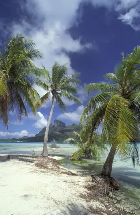 Framed Print : Bora Bora, French Polynesia Palm trees at shore Framed Print : Bora Bora, French Polynesia Palm trees at shore