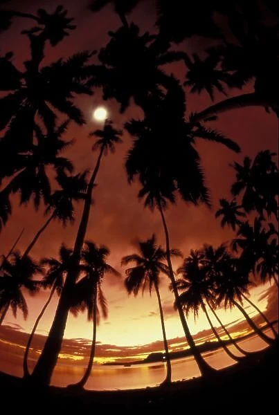 Bora Bora, French Polynesia Sunset shot through palm trees