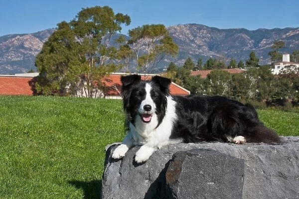 A Border Collie lying on a gray stone slab in a park with the Santa Ynez Mountains