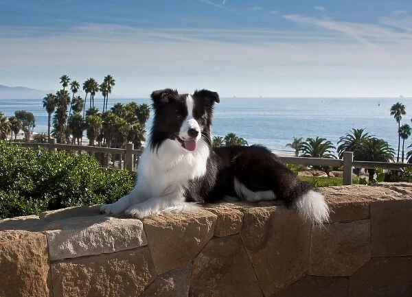 A Border Collie lying on a sandstone rock wall overlooking the Pacific Ocean