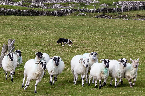 Border collie named Captain herding sheep at Famine Cottages near Dingle, Ireland