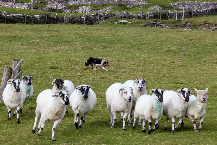 Framed Print : Border collie named Captain herding sheep at Famine Cottages near Dingle, Ireland Framed Print : Border collie named Captain herding sheep at Famine Cottages near Dingle, Ireland