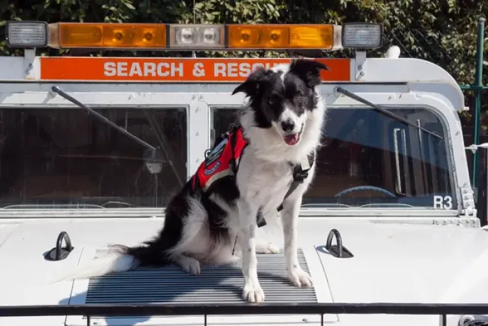 Framed Print : Border Collie Search and Rescue Dog Framed Print : Border Collie Search and Rescue Dog